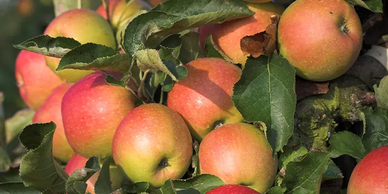 Apples growing on a tree branch